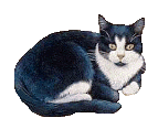 Cleo